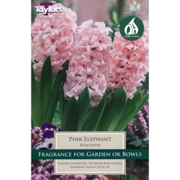 Hyacinth Pink Elephant