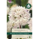 Allium Graceful Beauty