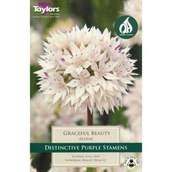 Allium Graceful Beauty