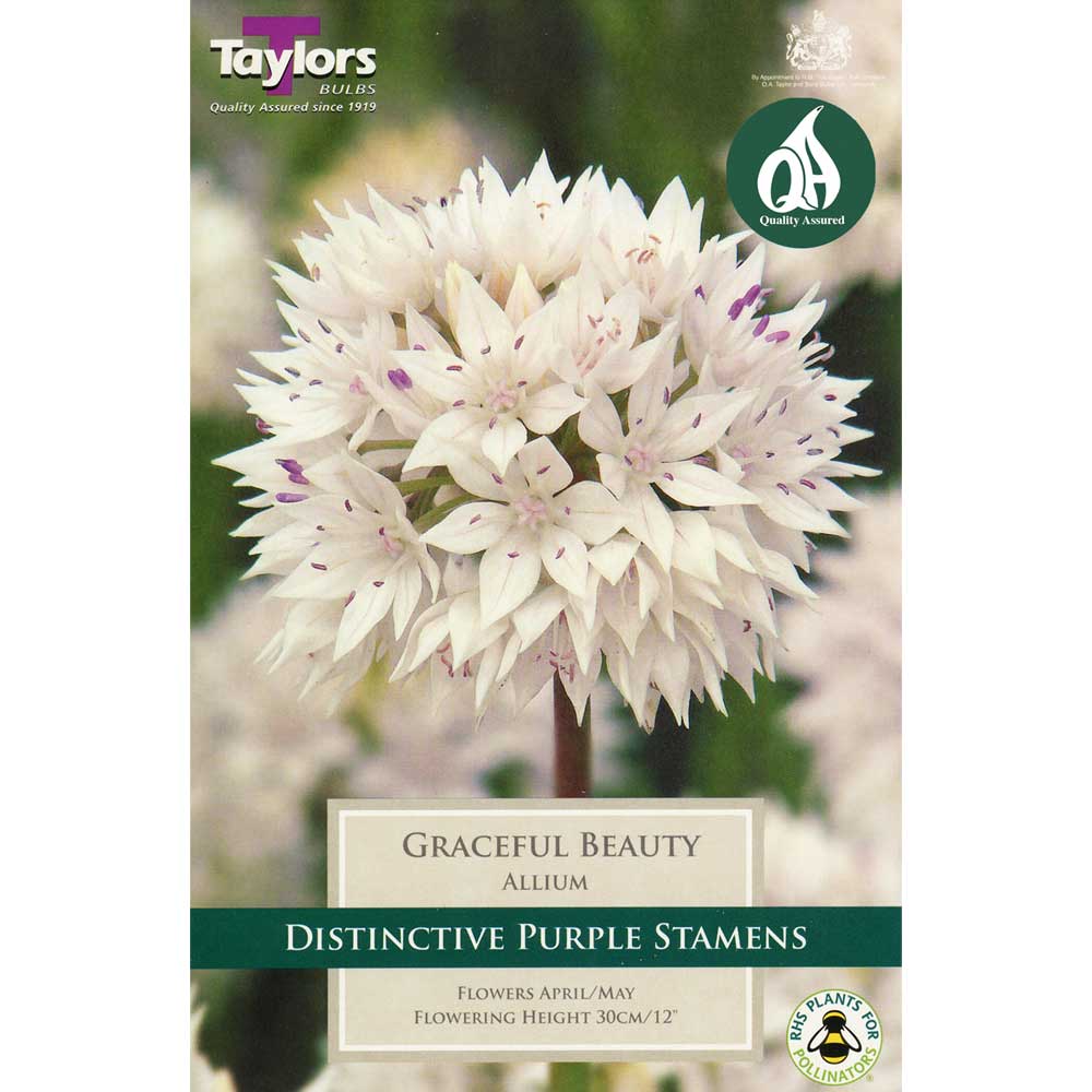 Allium Graceful Beauty Allium Graceful Beauty