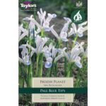 Iris Reticulata Frozen Planet
