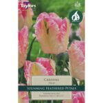 Tulip Cabanna