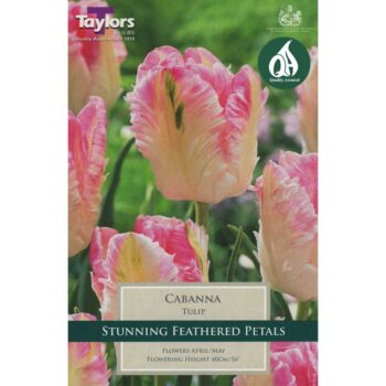 Tulip Cabanna