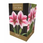 Amaryllis Gervase