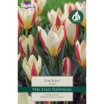 Tulip The First