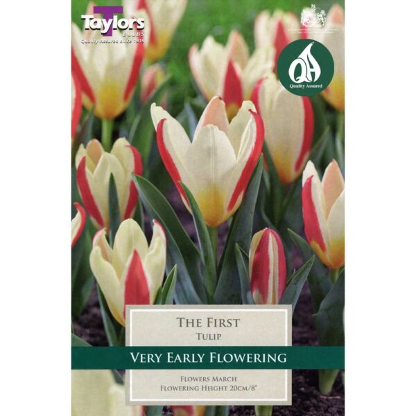Tulip The First