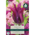 Tulip Purple Doll