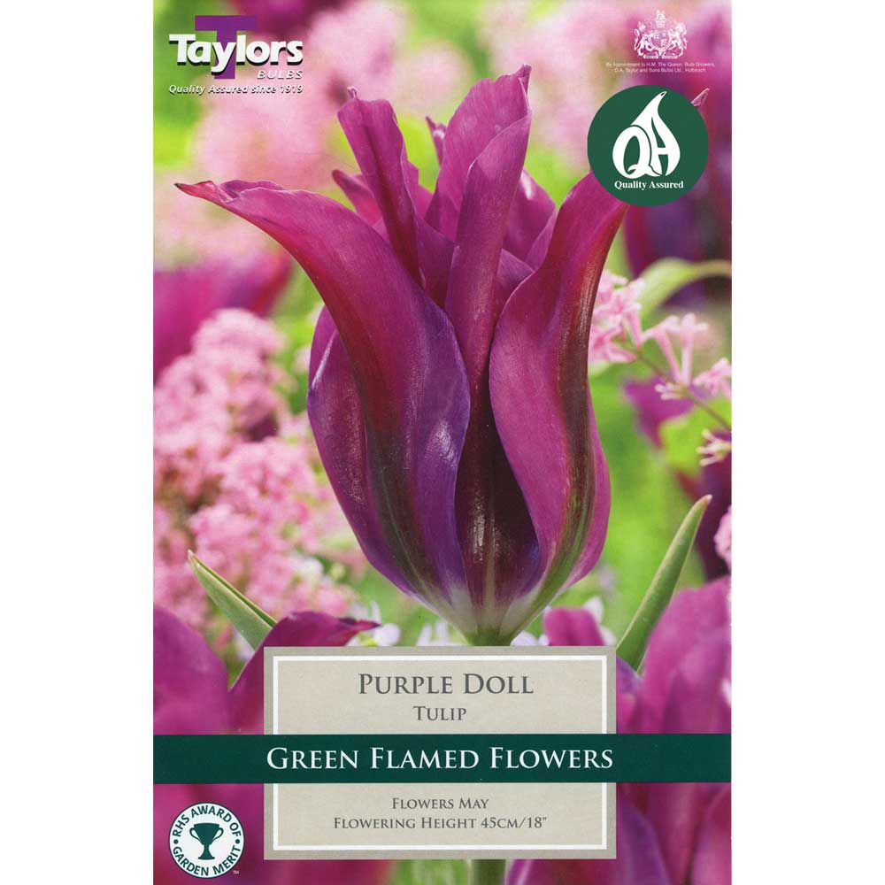 Tulip Purple Doll Tulip Purple Doll