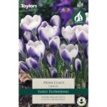 Crocus Prins Claus Tp
