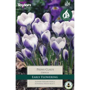 Crocus Prins Claus Tp