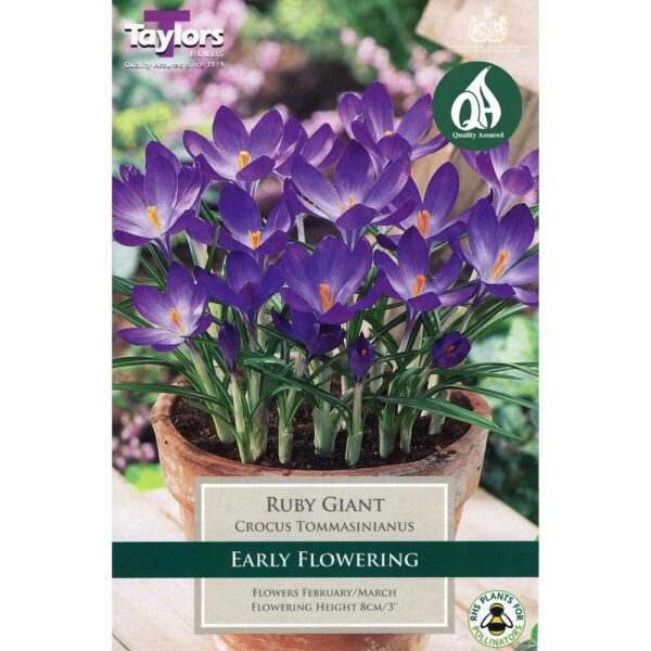 Crocus Ruby Giant