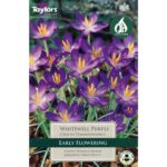 Crocus Whitewell Purple