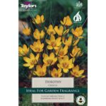Crocus Dorothy