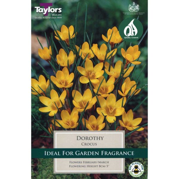 Crocus Dorothy