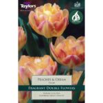 Tulip Peaches & Cream