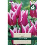 Tulip Claudia