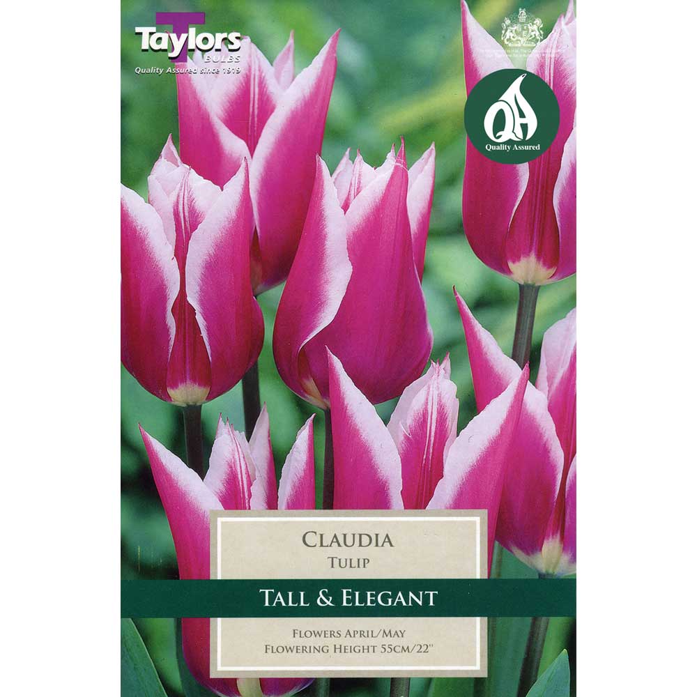 Tulip Claudia Tulip Claudia