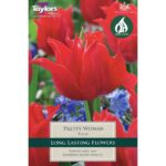 Tulip Pretty Woman