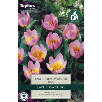 Tulip Bakeri Lilac Wonder