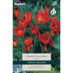 Tulip Dwarf Praestans