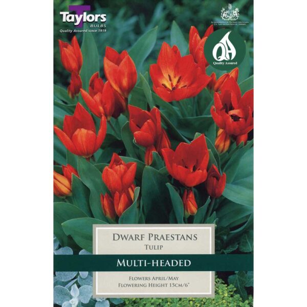 Tulip Dwarf Praestans