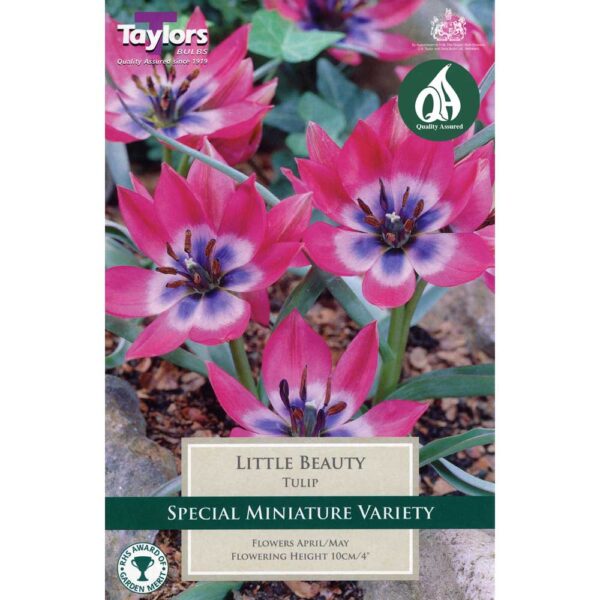 Tulip Little Beauty
