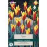 Tulip Tinka