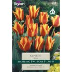 Tulip Cape Cod