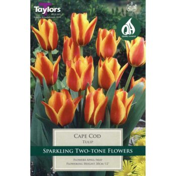 Tulip Cape Cod