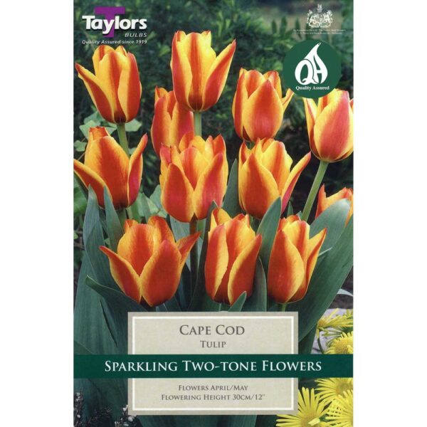 Tulip Cape Cod