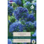 Allium Caeruleum