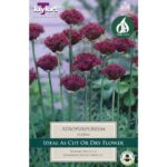 Allium Atropurpureum