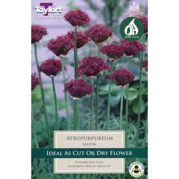 Allium Atropurpureum