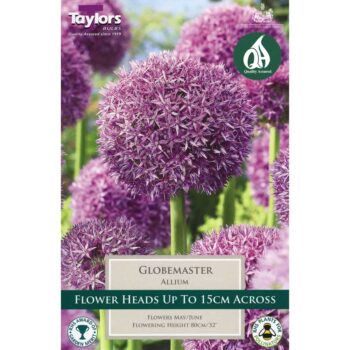 Allium Globemaster