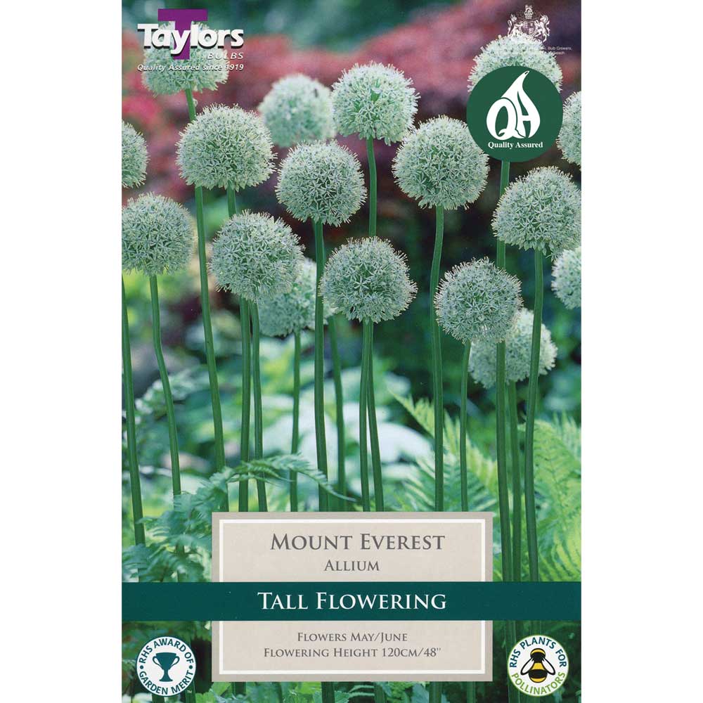 Allium Mount Everest Allium Mount Everest