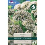 Allium Nigrum