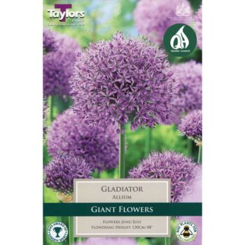 Allium Gladiator
