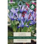 Iris Reticulata Clairette