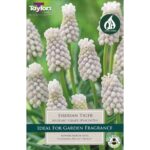 Muscari Siberian Tiger