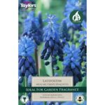 Muscari Latifolium