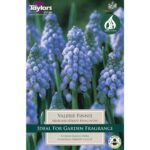 Muscari Valerie Finnis