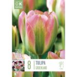 Tulip Viridiflora Groenland
