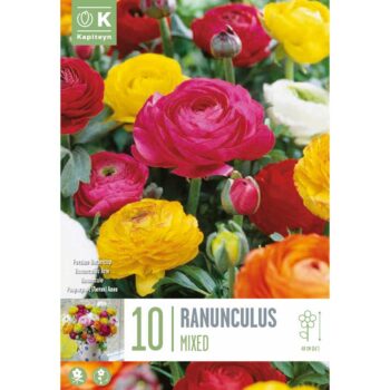 Ranunculus Mixed Colours