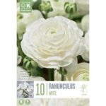 Ranunculus Aviv White