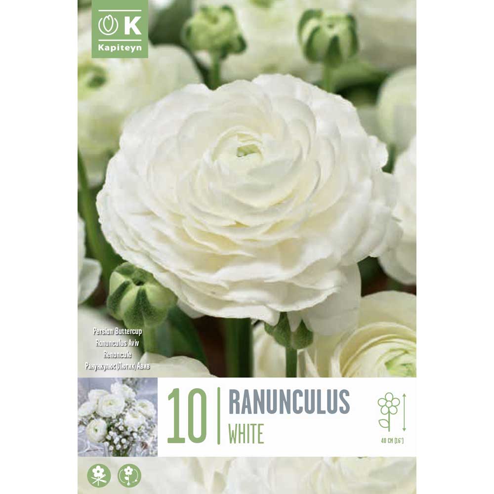 Ranunculus Aviv White Ranunculus Aviv White