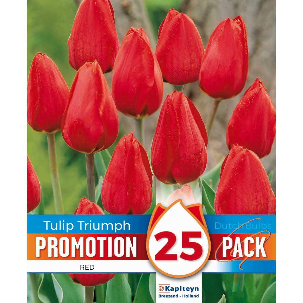 Promotion Tulip Triumph Red Promotion Tulip Triumph Red