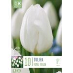 Tulip Triumph Royal Virgin