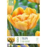 Tulip Double Foxy Foxtrot
