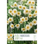 Narcissus Botanical Yazz