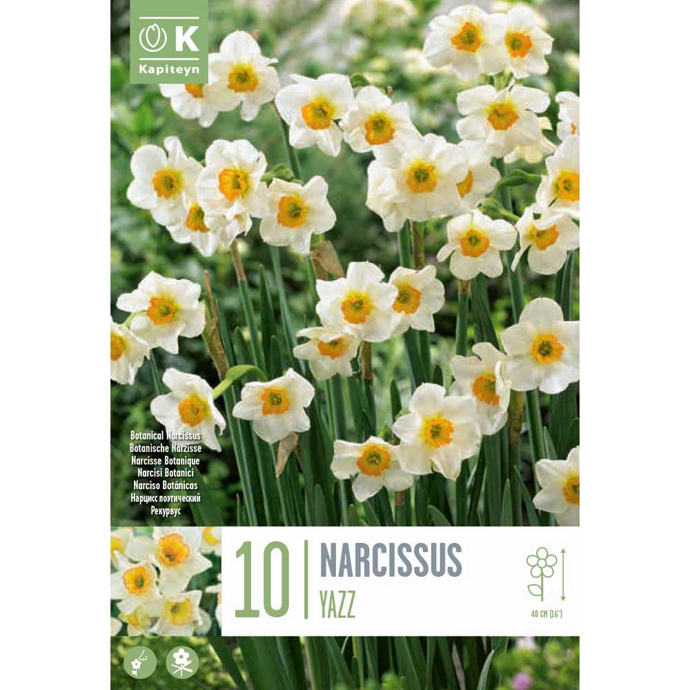 Narcissus Botanical Yazz Narcissus Botanical Yazz